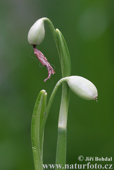 Leucojum vernum