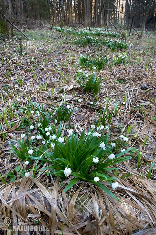 Leucojum vernum