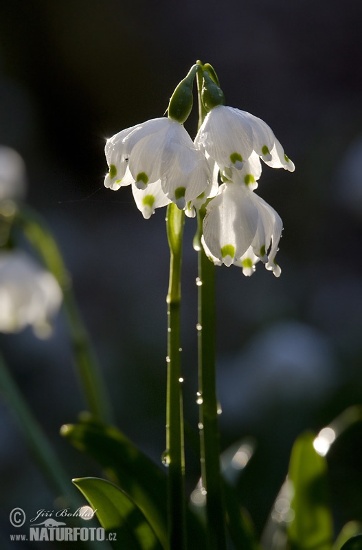 Leucojum vernum