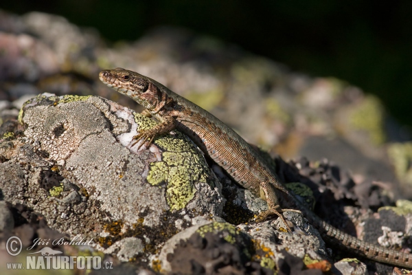 Lézard des murailles