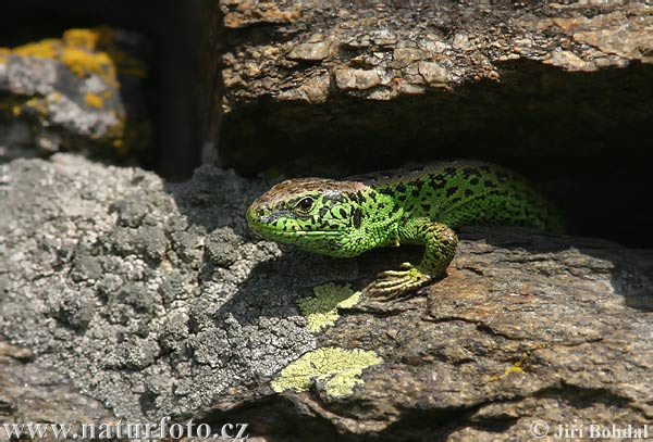 Lézard des souches