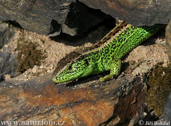 Lézard des souches