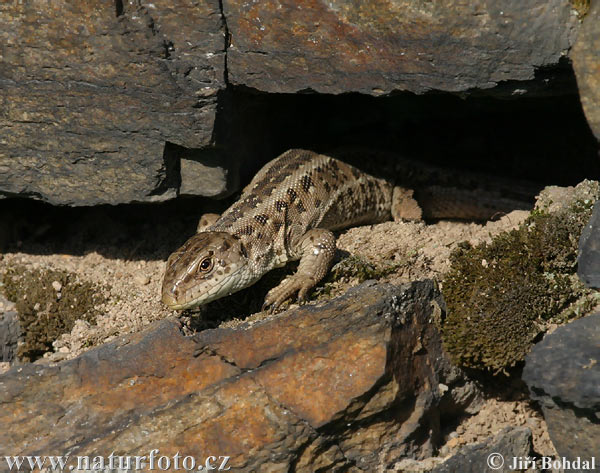 Lézard des souches