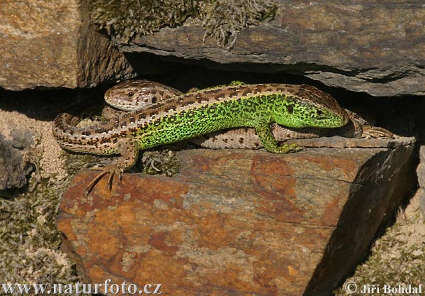 Lézard des souches