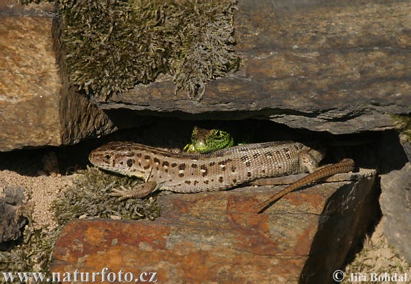 Lézard des souches