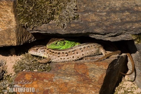 Lézard des souches