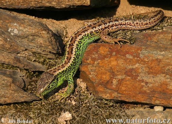 Lézard des souches