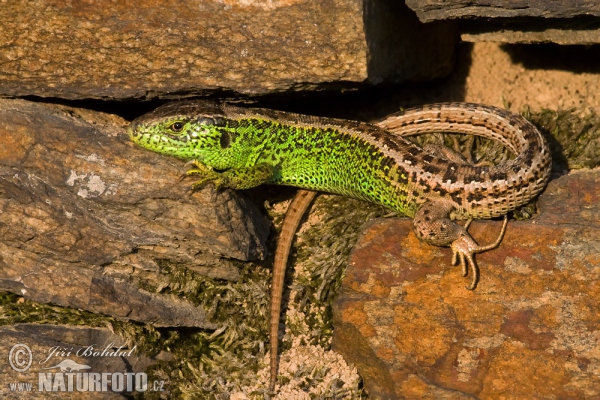 Lézard des souches