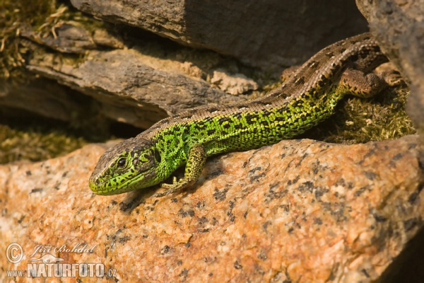 Lézard des souches