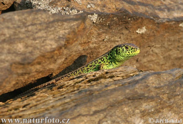 Lézard des souches