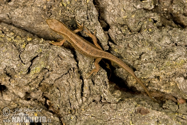 Lézard des souches