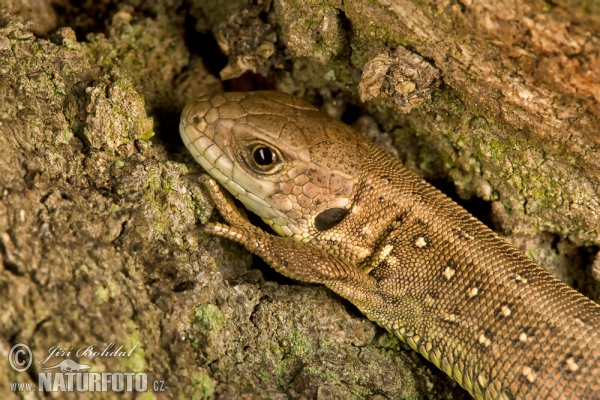 Lézard des souches