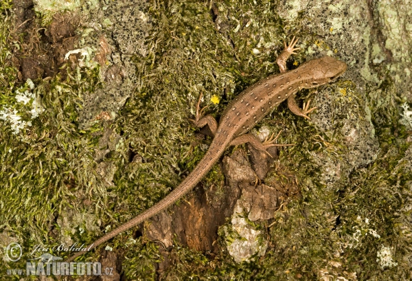 Lézard des souches