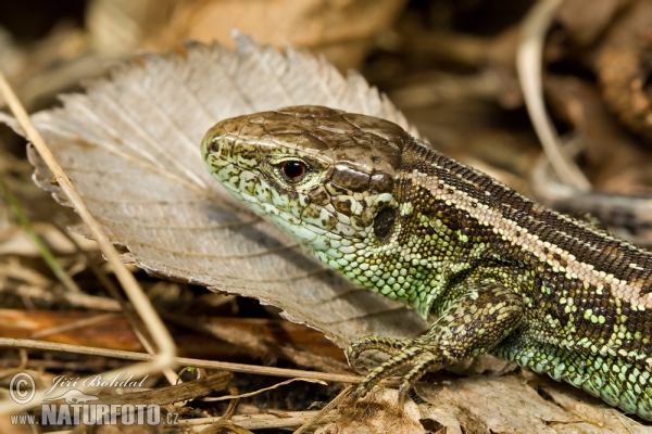 Lézard des souches