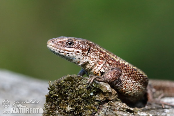 Lézard vivipare