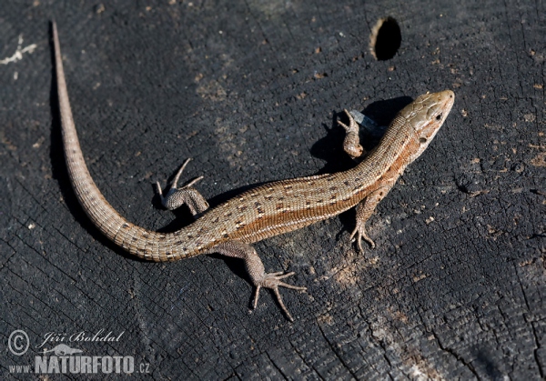 Lézard vivipare