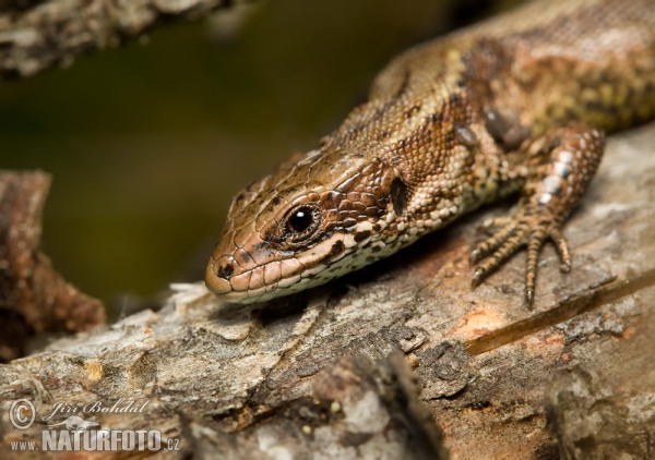 Lézard vivipare