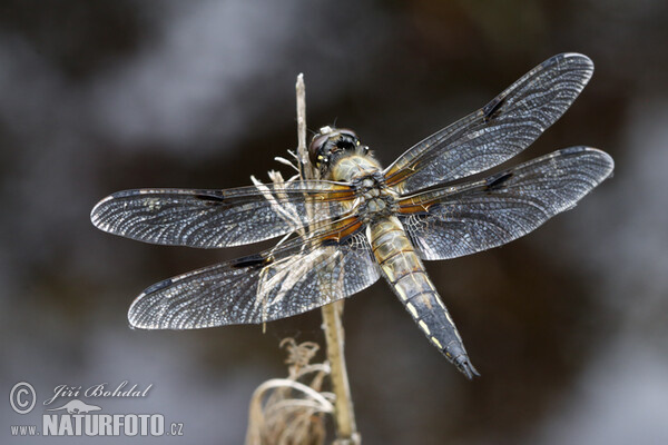 Libellula dalle quattro macchie Libellula dalle quattro macchie