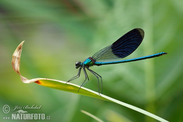 Libélula azul