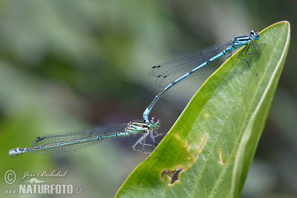 Libélula común azul