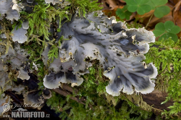Lichen (Peltigera sp.)
