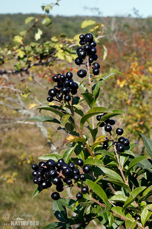 Ligustrum vulgare