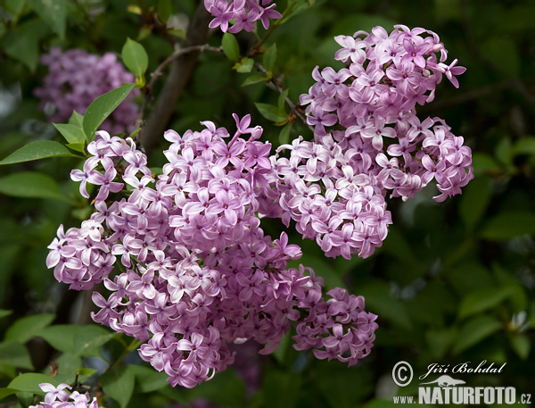 lilas commun, lilas français