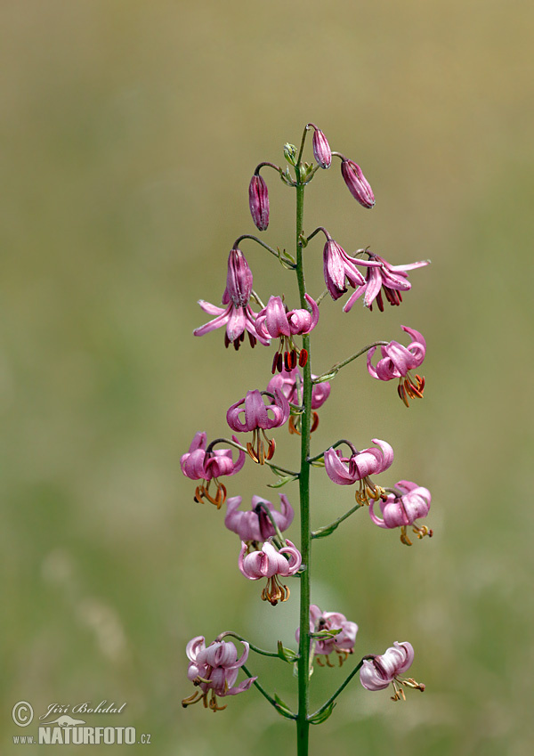 Lilium martagon