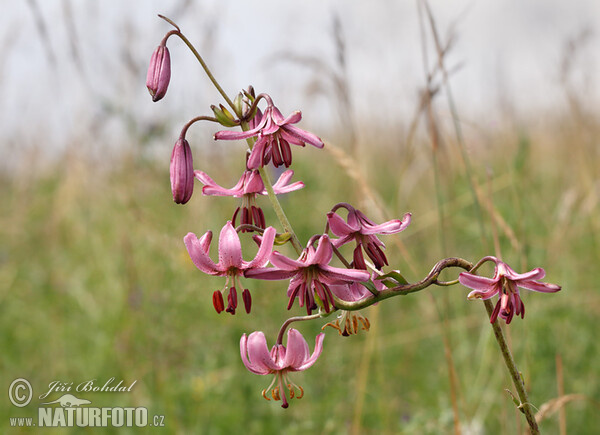 Lilium martagon