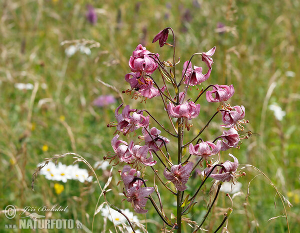 Lilium martagon