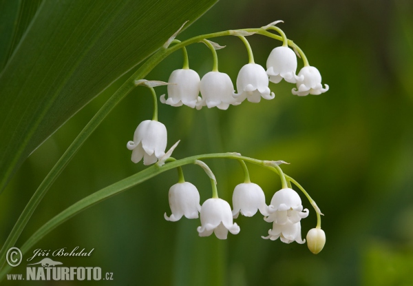 Lily of the Valley (Convallaria majalis)