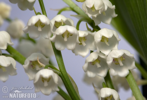 Lily of the Valley (Convallaria majalis)