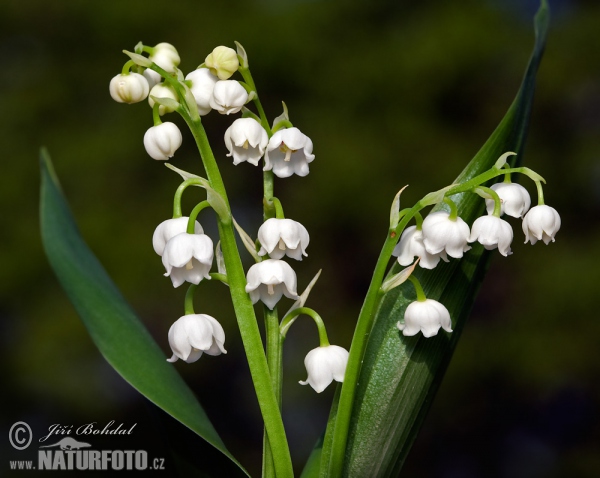 Lily of the Valley (Convallaria majalis)