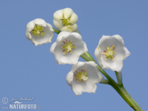 Lily of the Valley (Convallaria majalis)