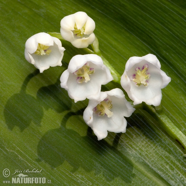 Lily of the Valley (Convallaria majalis)