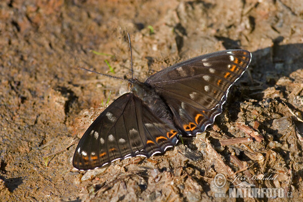 Limenitis populi