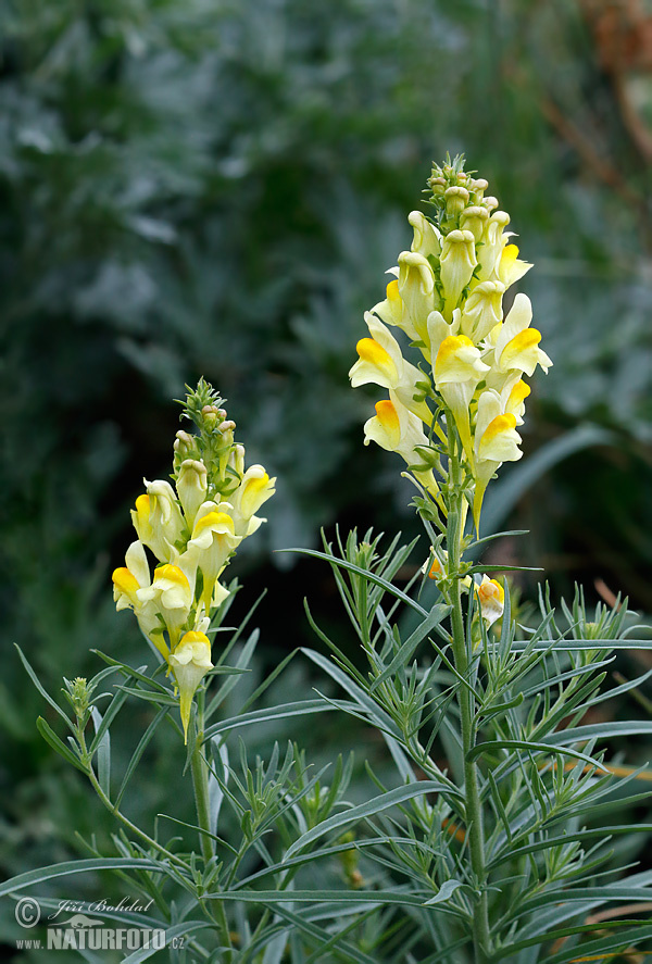 Linaria vulgaris