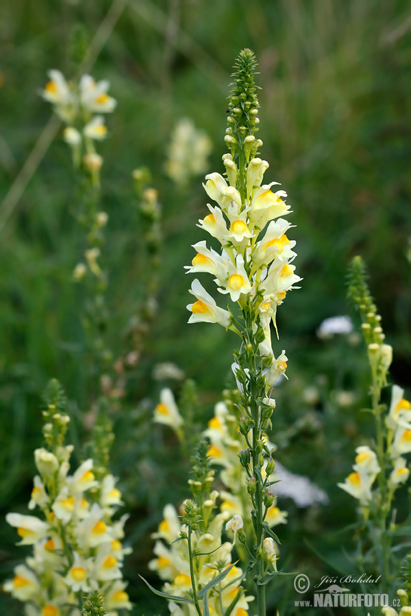 Linaria vulgaris