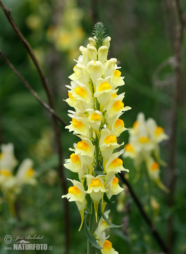 Linaria vulgaris