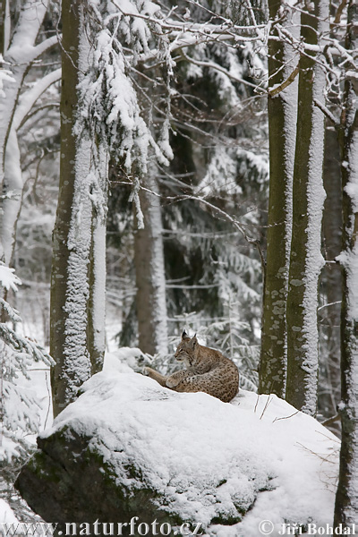 Lince boreal