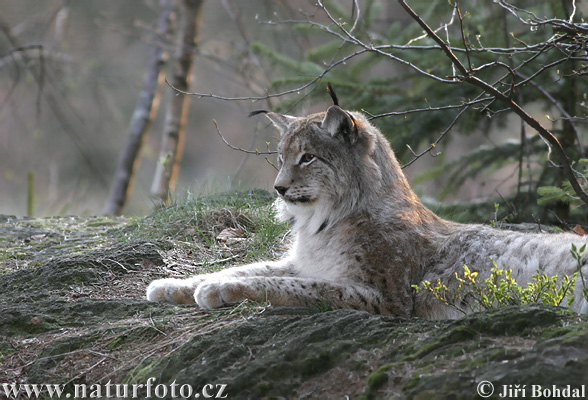 Lince-euroasiático