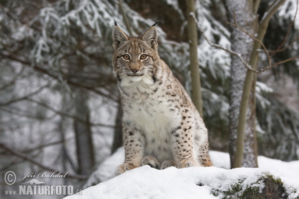 Lince-euroasiático