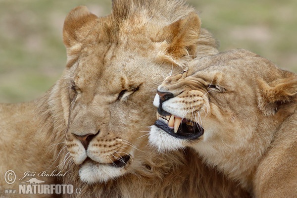 Lion (Panthera leo)