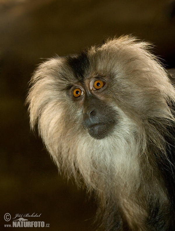 Liontail Macaque (Macaca silenus)