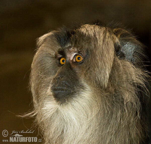 Liontail Macaque (Macaca silenus)