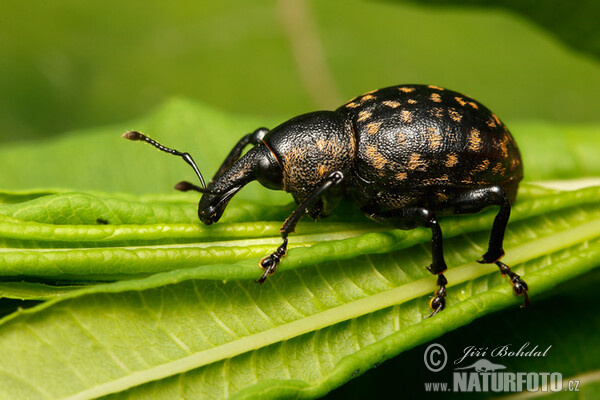 Liparus glabrirostris