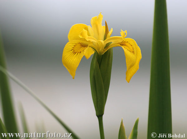 lirio amarillo