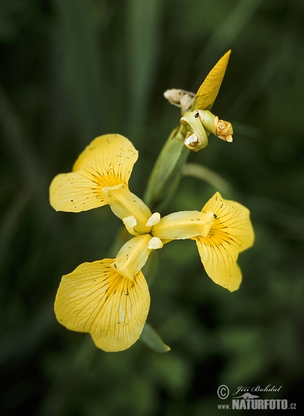 lirio amarillo