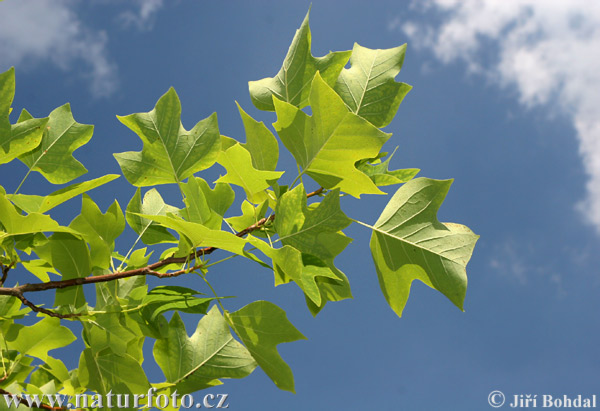 Liriodendron tulipifera