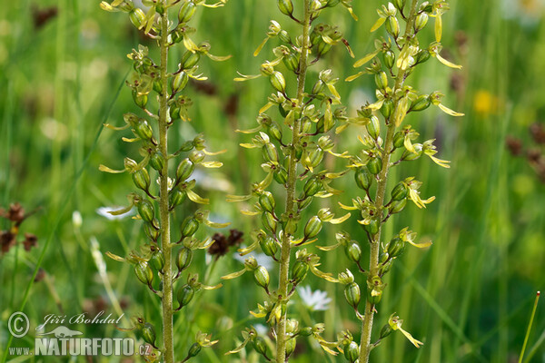 Listera jajowata